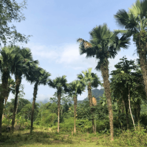 Rừng Cọ Palm - Na Hang - Tuyên Quang