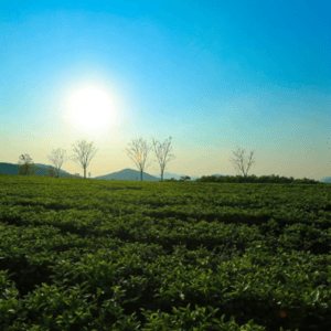 Đồi Chè Kỳ Trung - Kỳ Anh - Hà Tĩnh