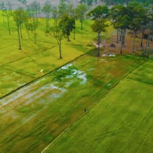 Đồng lúa Tà Lài - Tân Phú - Đồng Nai