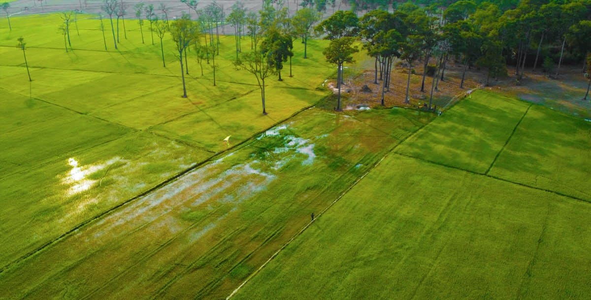 Đồng lúa Tà Lài - Tân Phú - Đồng Nai