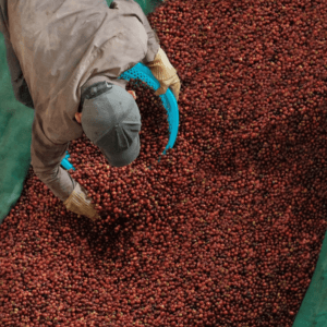 PUN COFFEE - ĐIỂM TRẢI NGHIỆM CÀ PHÊ ĐẶC SẢN VIỆT NAM TỪ KHE SANHQUẢNG TRỊ - Hướng Hóa - Quảng Trị