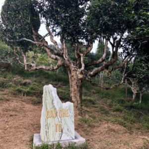 Cây trà Tổ Suối Giàng