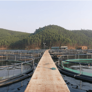 Cảng Hương Lý - Yên Bình - Yên Bái