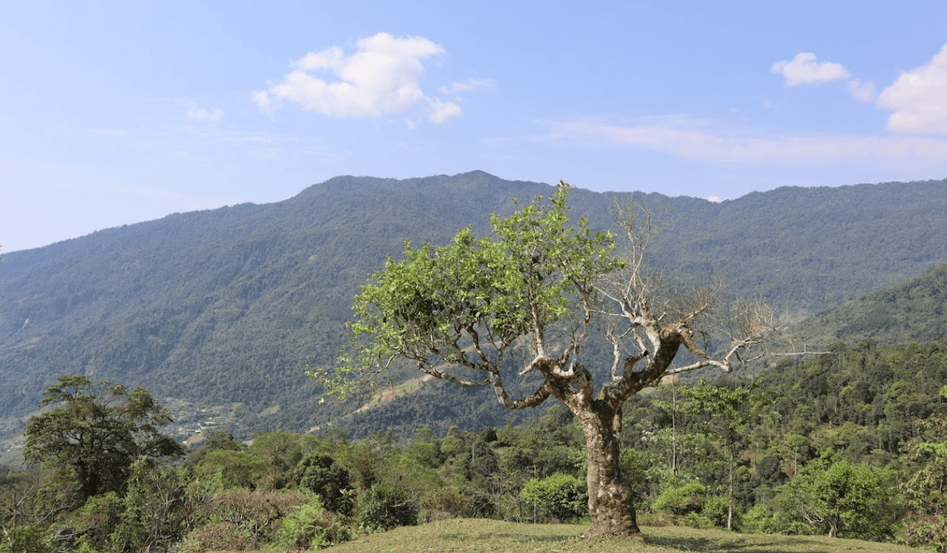 Đồi chè cổ thụ - Vị Xuyên - Hà Giang