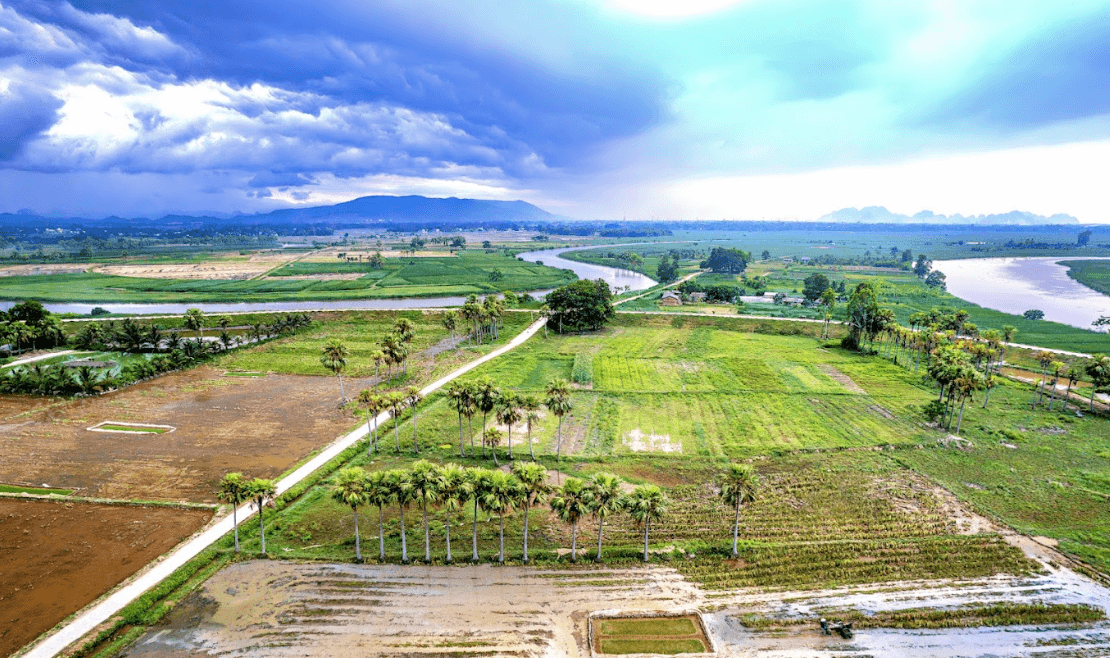 Hàng cọ Trường Trung - Nông Cống - Thanh Hoá