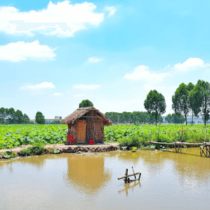 Đầm Sen Quang Châu - Bắc Giang - Việt Yên - Bắc Giang