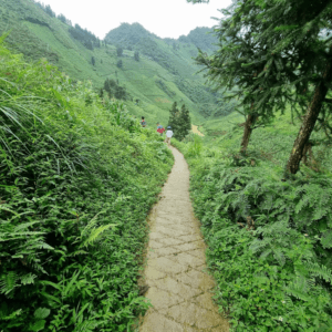 Danh thắng ruộng bậc thang Tùng Vài - Quản Bạ - Hà Giang