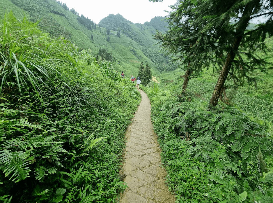 Danh thắng ruộng bậc thang Tùng Vài - Quản Bạ - Hà Giang