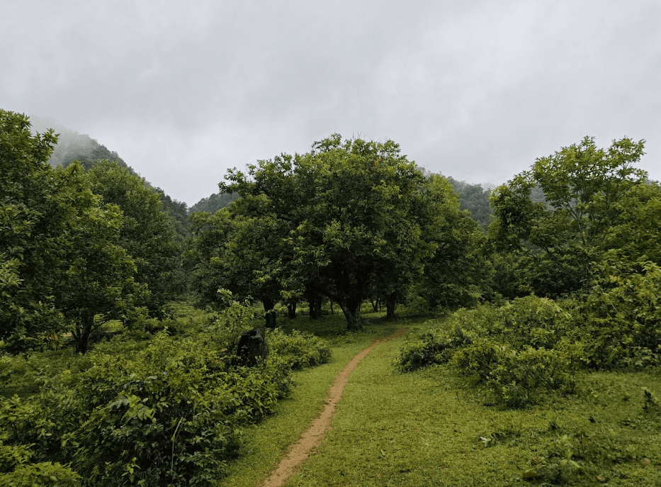 Rừng hạt dẻ - Trùng Khánh - Cao Bằng