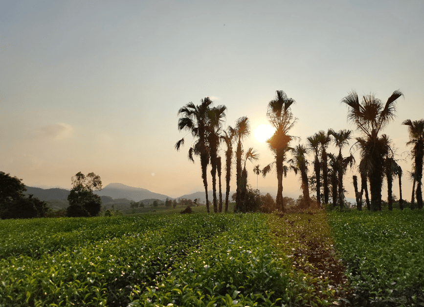 Vườn chè Đới Thanh - Tân Sơn - Phú Thọ