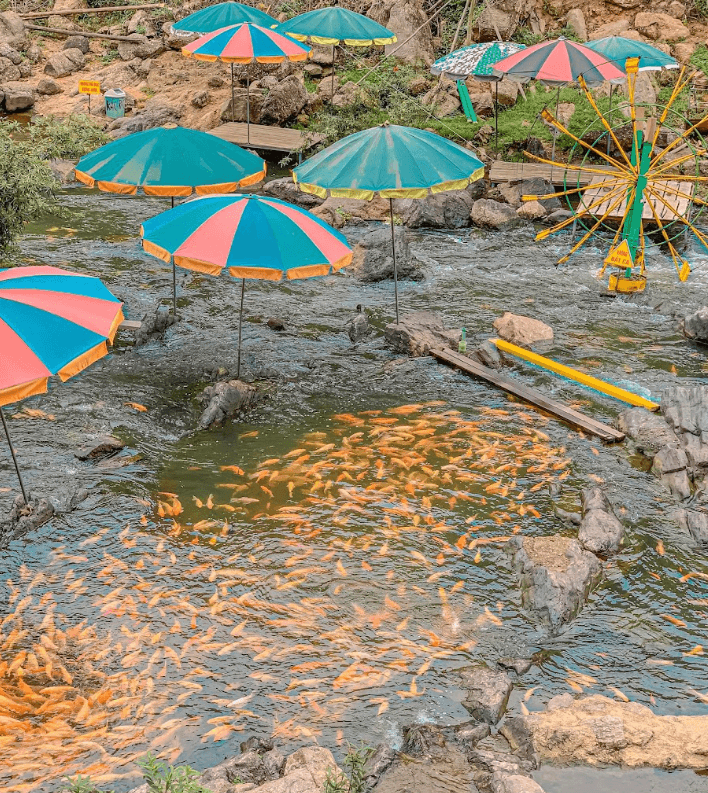 Suối Cá Vàng Khe Tọ - Thái Hòa - Nghệ An
