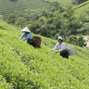 HTX Chè Long Cốc - Tân Sơn - Phú Thọ
