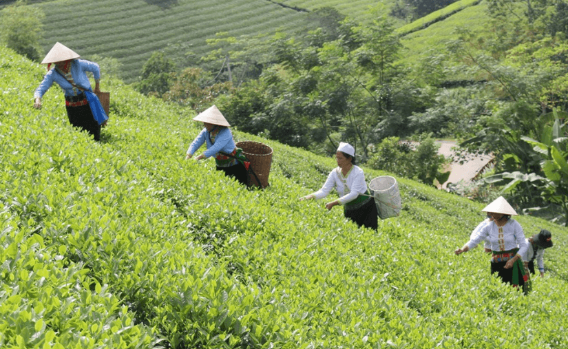HTX Chè Long Cốc - Tân Sơn - Phú Thọ