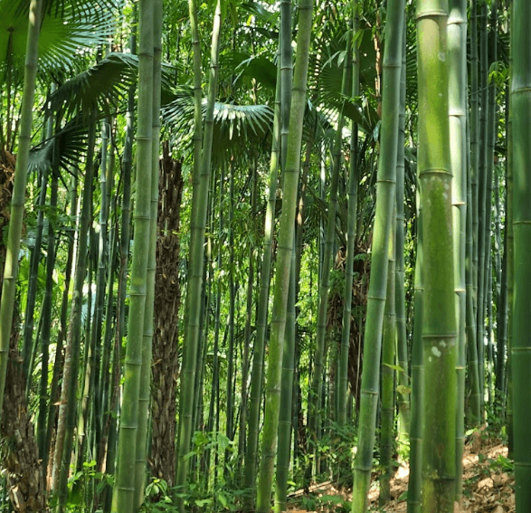 Rừng Trúc - Yên Bái