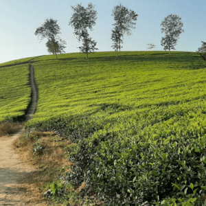 Đồi chè Ông Hợi - Tân Sơn - Phú Thọ