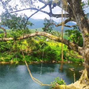 Cây đa - Bình Liêu - Quảng Ninh