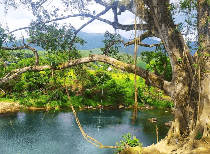 Cây đa - Bình Liêu - Quảng Ninh