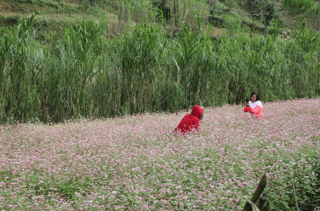 Vườn hoa Tam Giác Mạch - Đồng Văn - Hà Giang
