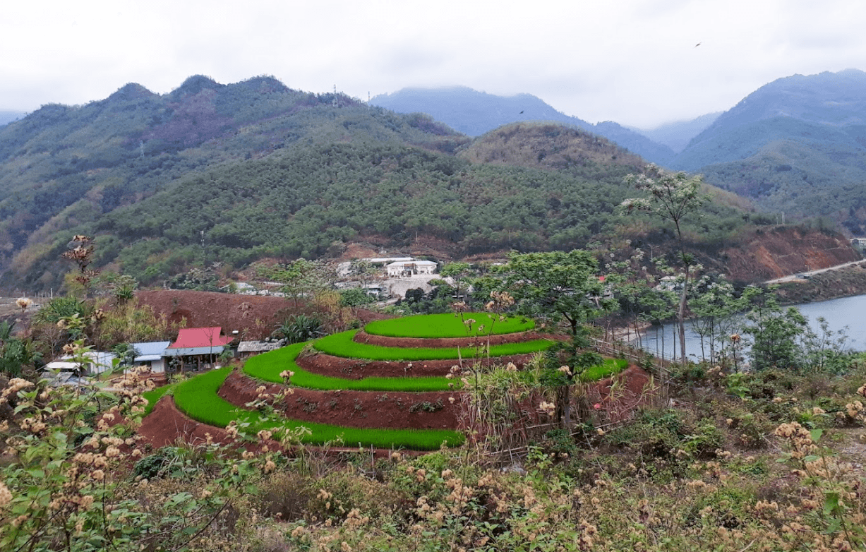 Ruộng mâm xôi mini ( Bản Chiềng ) - Quan Hóa - Thanh Hoá