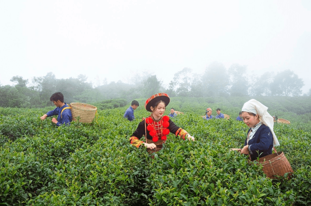 Đồn điền chè kolia - Nguyên Bình - Cao Bằng