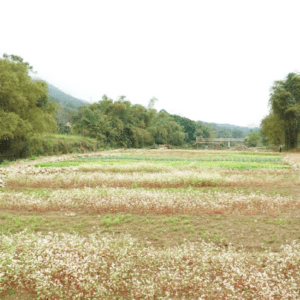 HTX Du Lịch Ban Công Pù Luông - Bá Thước - Thanh Hoá