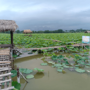 Đầm sen Tâm Vân, Quang Châu - Việt Yên - Bắc Giang