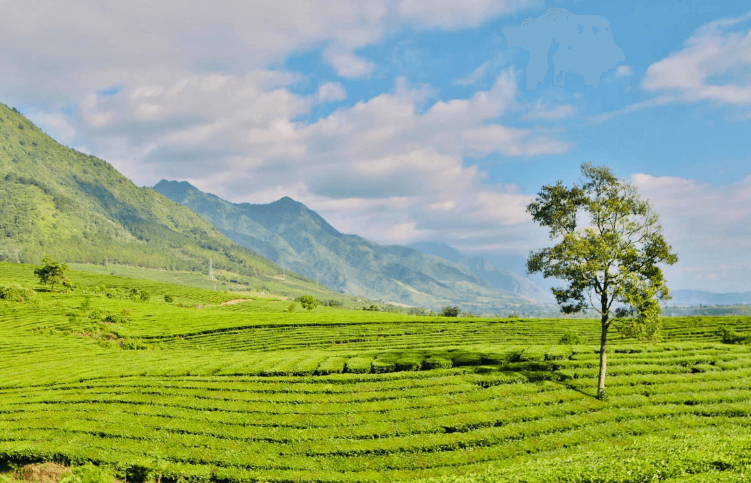 Đồi chè Tân Uyên - Lai Châu
