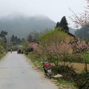 Điểm ngắm Hoa đào Phố Cáo - Đồng Văn - Hà Giang