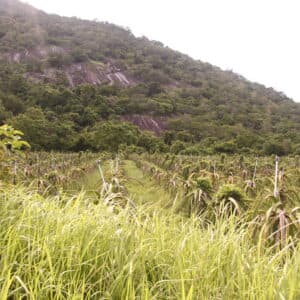 Cung chạy núi Chiểu