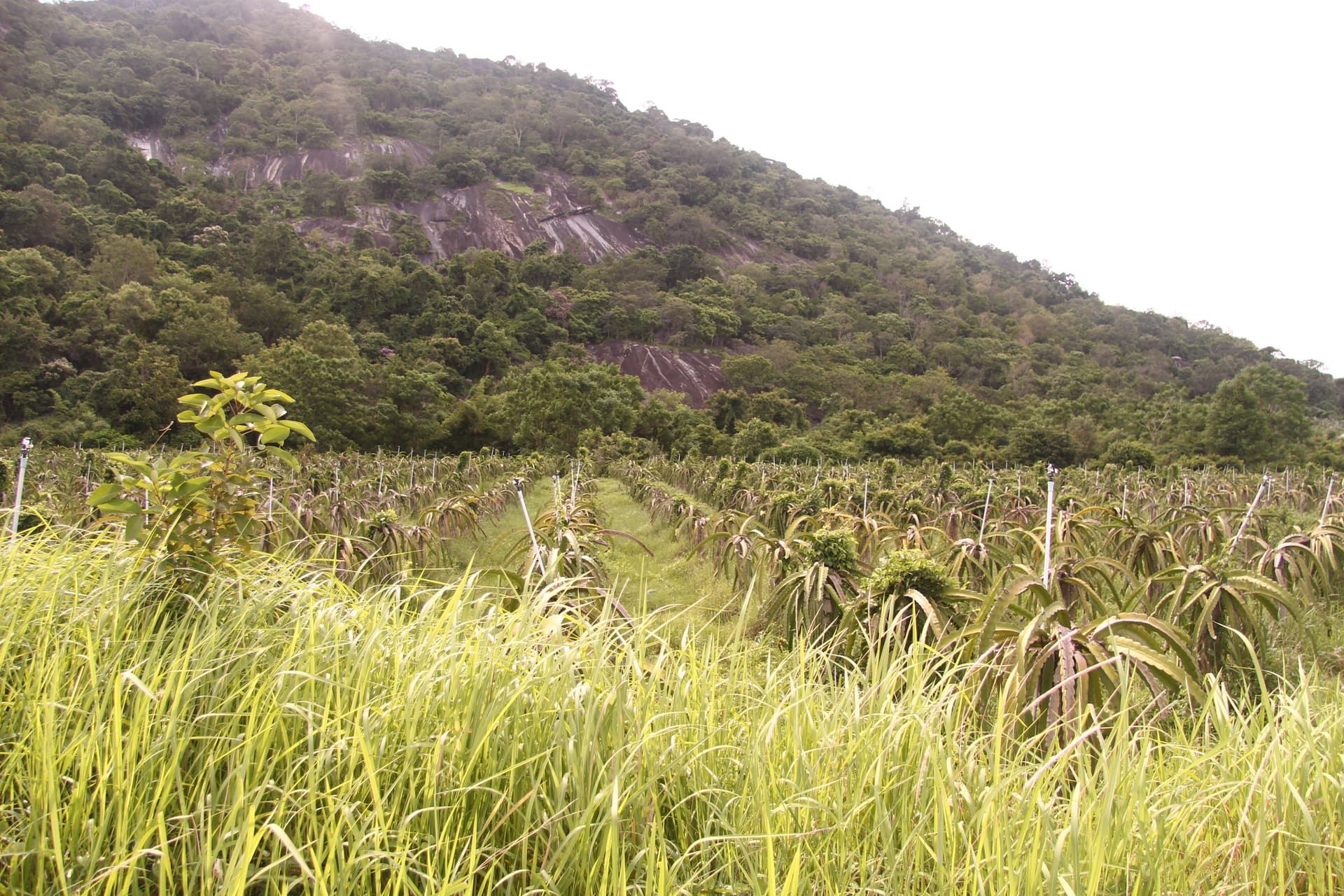 Cung chạy núi Chiểu