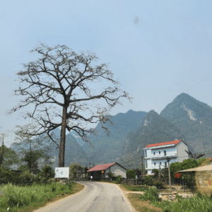 Cây Gạo di sản - Quảng Uyên - Cao Bằng