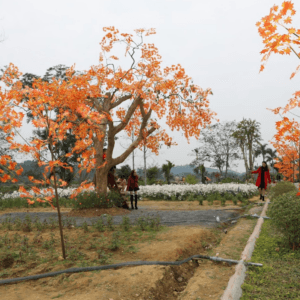 Thung lũng hoa Phủ Quỳ - Nghĩa Đàn - Nghệ An