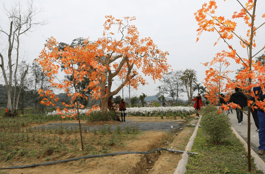 Thung lũng hoa Phủ Quỳ - Nghĩa Đàn - Nghệ An
