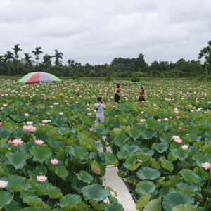 Đầm Sen Đông Triều (Điệp Hường) - Đông Triều - Quảng Ninh