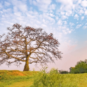 Cây Gạo Cô Đơn