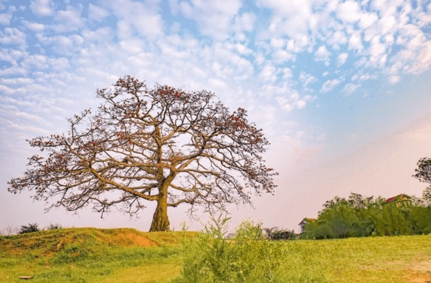 Cây Gạo Cô Đơn