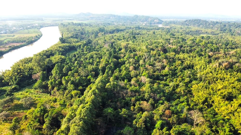 When the Forest Speaks: A Guide to Spotting Vietnam Jungle Wildlife