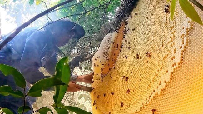 Wild Honey Hunting in Vietnam: Chasing "Liquid Gold" in the Karst Mountains