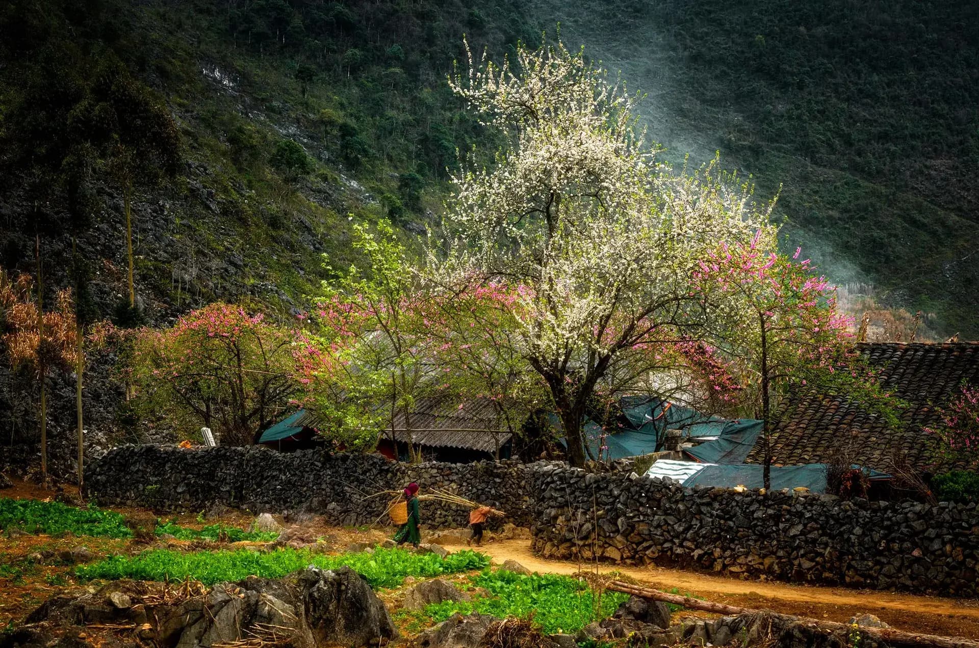 Best Time for Ha Giang Loop: A Definitive Season-by-Season Guide